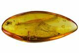 Detailed Fossil Flies, Spider and Beetle in Baltic Amber #128317-1